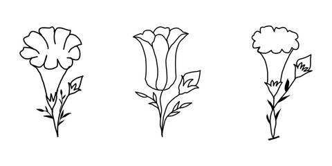 hand-drawn line art ornament floral illustration 