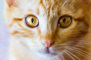 Closeup of my ginger cat's face in fine details.