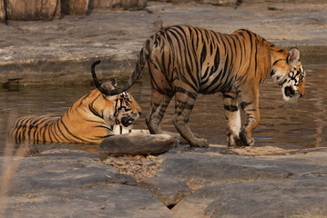 Tiger cubs cooling in a water at Panna Tiger Reserve, Madhya pradesh, India
