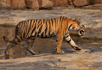 Tiger cub coming out from a water body at Panna Tiger Reserve, Madhya pradesh, India