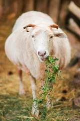 Fototapeta premium White pregnant sheep chewing green grass on a farm