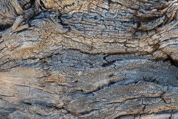 Old wood texture with cracks