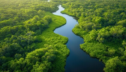 Aerial view of a winding river flowing through a lush green forest.