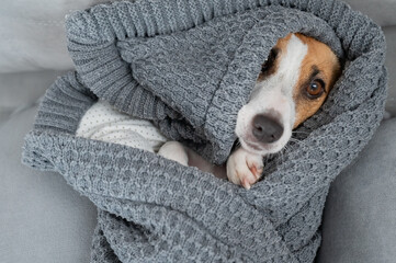 Jack Russell Terrier dog lies wrapped in a blanket. 