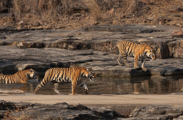 Tiger cubs moving out from a water body at Panna Tiger Reserve, Madhya pradesh, India