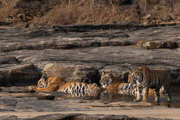 Closeup of  mother and cubs in a water body at Panna Tiger Reserve, Madhya pradesh, India
