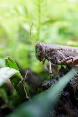 Fotografía de insectos y frutos 