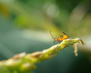 Fotografía de insectos y frutos 