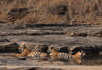 A Tigress wiith her cubs relaxing in a water body at Panna Tiger Reserve, Madhya pradesh, India