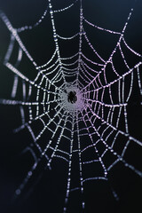 Spider on spiderweb with black background, Halloween concept