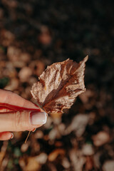 Close up woman's hand holding brown orange dry fallen leaf, seasonal autumnal details