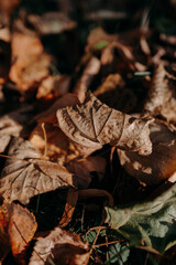 Autumnal fallen brown orange leaves in the park, natural background for seasonal design