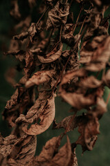 Autumnal dry brown leaf growing on a tree in the park, seasonal autumn natural plants