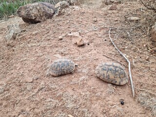 Obraz premium Two turtles roaming in the wild