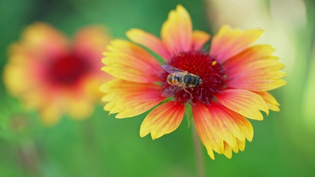 In a colorful garden, a bee diligently gathers nectar from bright orange and yellow flowers, showcasing the beauty of nature's pollinators at work and their essential role in the ecosystem.