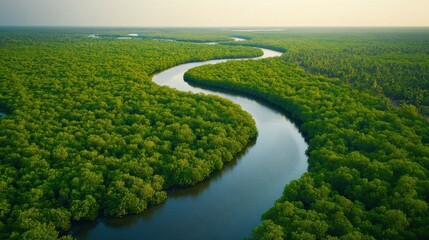 Aerial view of a dense mangrove forest along a winding river, with lush greenery stretching to the horizon