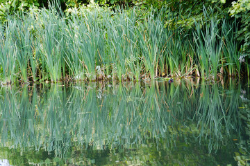 long grass in the canal