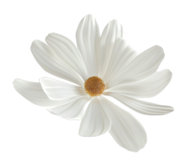 Elegant white flower floating in the air, on transparent  background. Cut out design element for beauty, festive themes. Blossom.