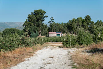 Paisagem rural com pomares cortados por um caminho de terra batida e um armazém ao fundo rodeado por floresta