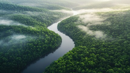 Aerial view of a winding river cutting through a dense forest, with mist rising from the trees and soft morning light