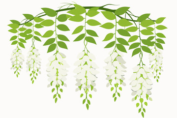 Vector Silhouette Glass Wisteria Flowers on White Background