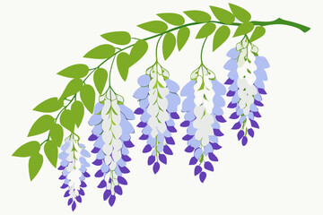Vector Silhouette Glass Wisteria Flowers on White Background