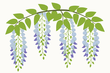 Vector Silhouette Glass Wisteria Flowers on White Background