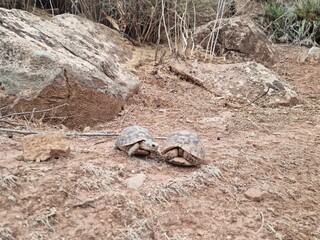 Two turtles roaming in the wild