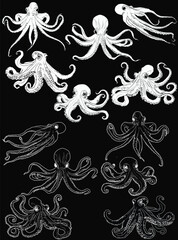 twelve ctopus sketches isolated on black