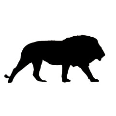 Lion Illustration | Lion Drawing | Lion Icon