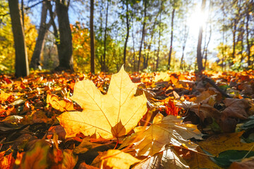 Amazing autumn park (forest)  with colorful trees and sunlight. autumn natural background