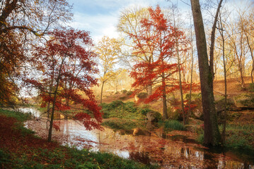 Obraz premium Amazing autumn park (forest) with colorful trees and sunlight. autumn natural background
