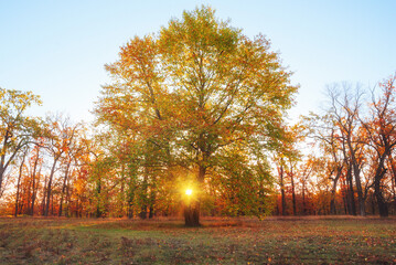 Naklejka premium Amazing autumn park (forest) with colorful trees and sunlight. autumn natural background