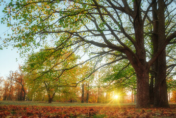 Obraz premium Amazing autumn park (forest) with colorful trees and sunlight. autumn natural background