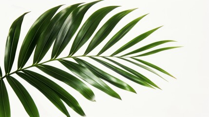 Obraz premium Green palm leaf on white background with sharp detail