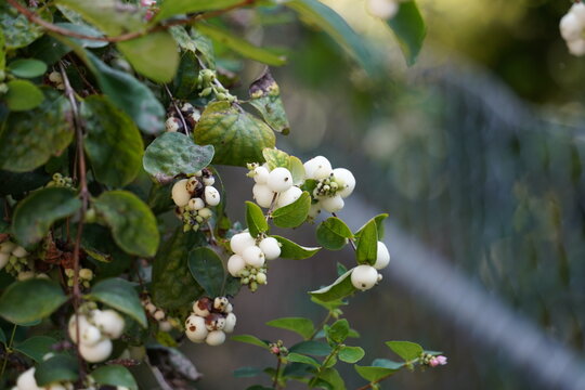 Branches with white snowberries with blurred background. Symphoricarpos albus plant.