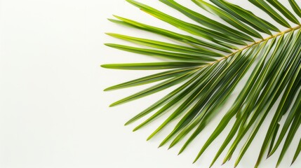 Bright green leaf on white background for natural decor