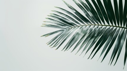 Dewy palm leaf on white background for natural decor