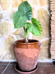 Alocasia plant in ceramic flowerpot