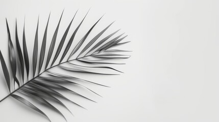Palm leaf against a clean white background