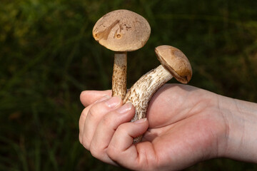 Frisch gesammleter Gemeiner Birkenpilz mit Hut in einer Hand.
