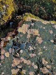 Thin-shelled Rock Crab, Oahu, Hawaii, USA