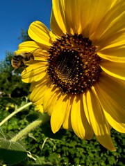 Obraz premium a blooming sunflower to which a bee flies. a sunflower under a blue cloudless sky on a plantation