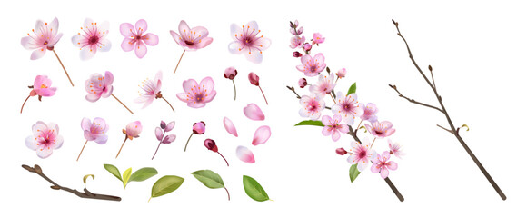 Sakura blossom. Japan flower petal, spring pink bud and twigs, nature leaf material and cute floral oriental Japanese plants. Cherry blossoms, botanical elements. Vector isolated realistic set