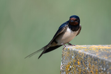 A barn swallow sits on the edge of a wall