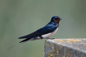 A barn swallow sits on the edge of a wall