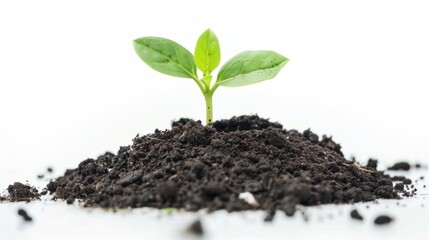 Young plant sprout growing from rich dark soil
