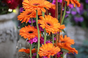 Vibrant colors of gerbera flowers with green stems .