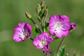 Obraz premium Macro shot of great willowherb (epliobium hirsutum) flowers in bloom