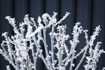 plants in the snow on winter